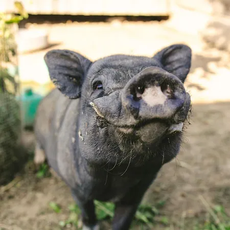 Schwehr Salem (Baden-Wurttemberg)