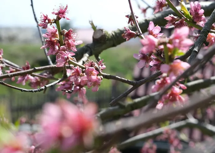 ホリデーパーク Schwehr *