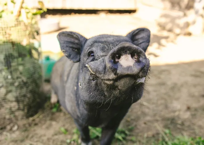 Schwehr ザーレム