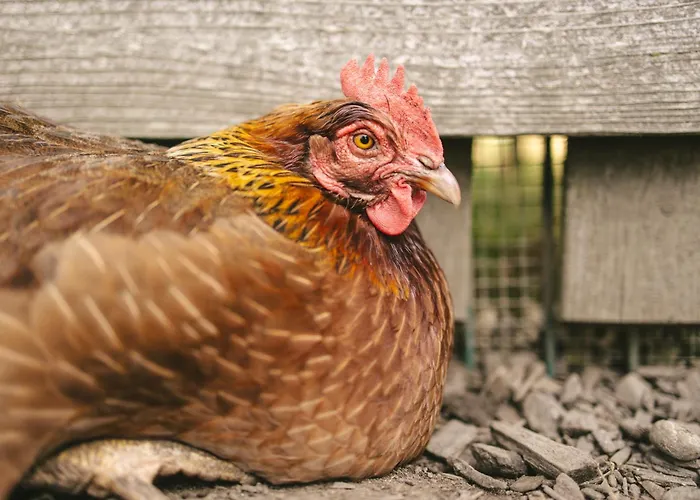 Schwehr ホリデーパーク